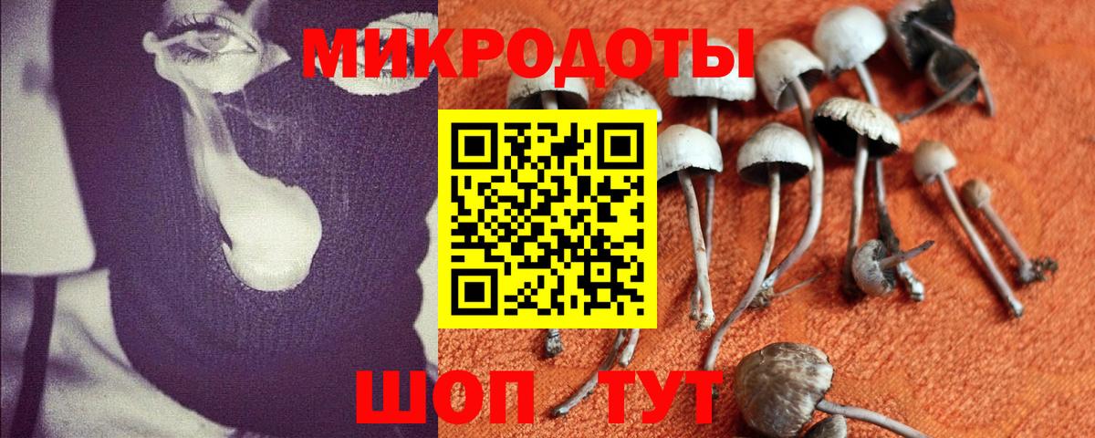 Псилоцибиновые грибы прущие грибы Лесной